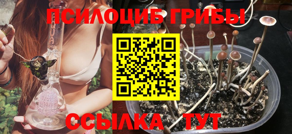 Галлюциногенные грибы Psilocybe  Псилоцибиновые грибы Psilocybine cubensis  Красноармейск  Вход с VPN 